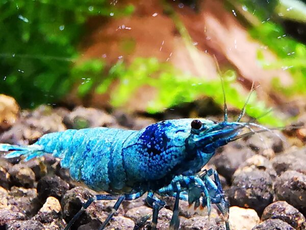 BLUE BOLT HIGH GRADE - 1.0 CM - obrazek 4
